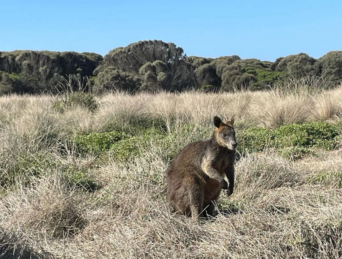 Discover Phillip Island’s Famous Wildlife: Little Penguins, Fur Seals & More