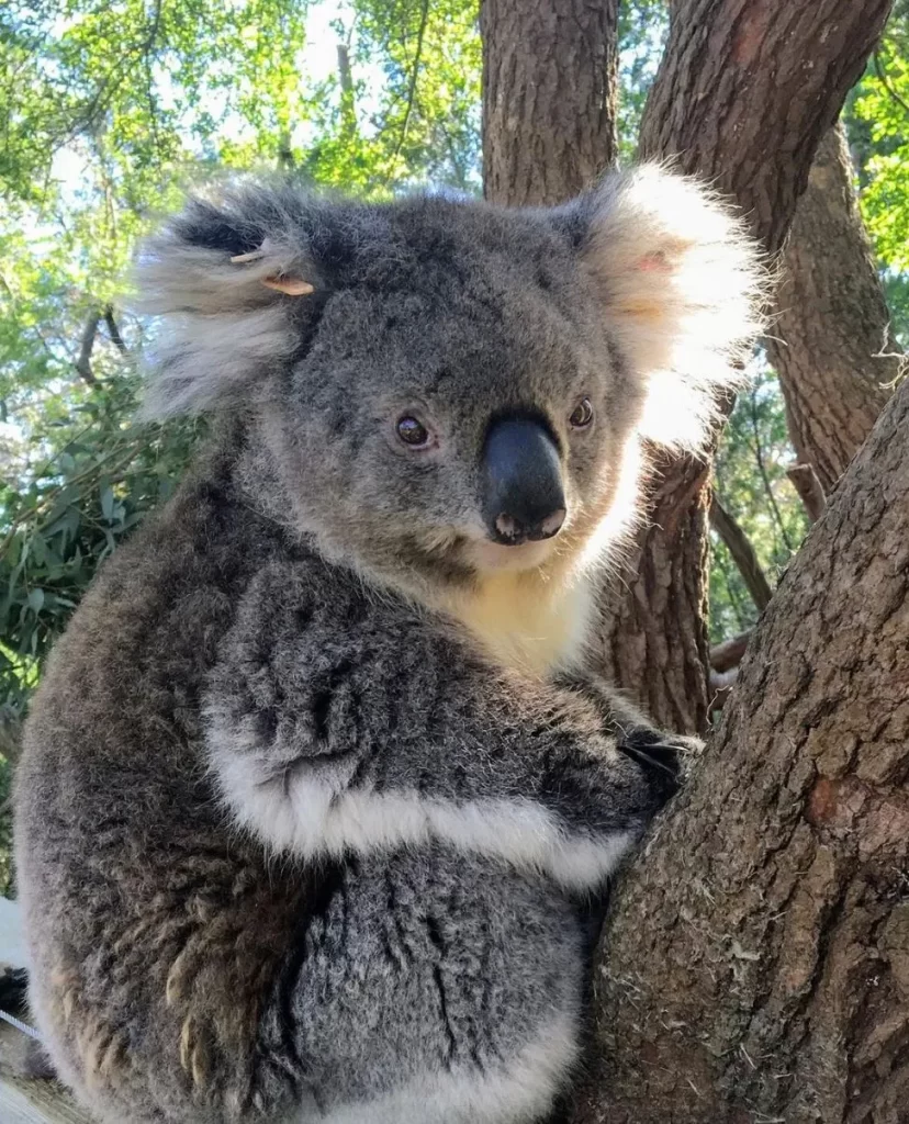 Koala Conservation Centre