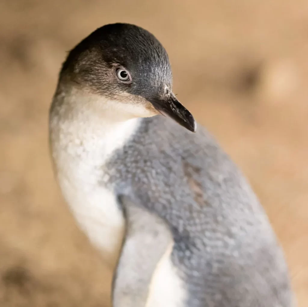 Penguin Parade