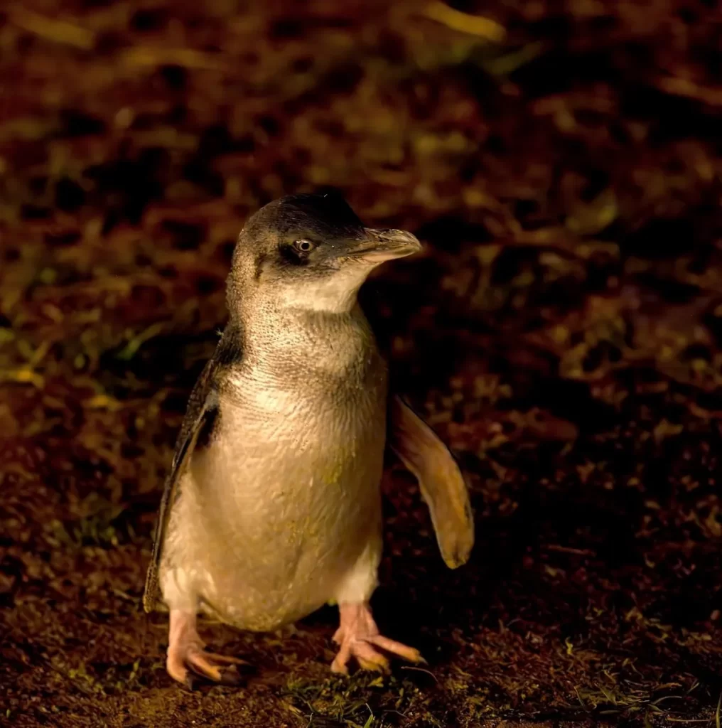 Phillip Island Nature Parks