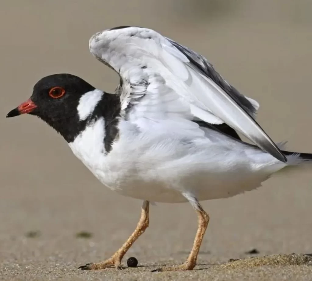 hooded plover