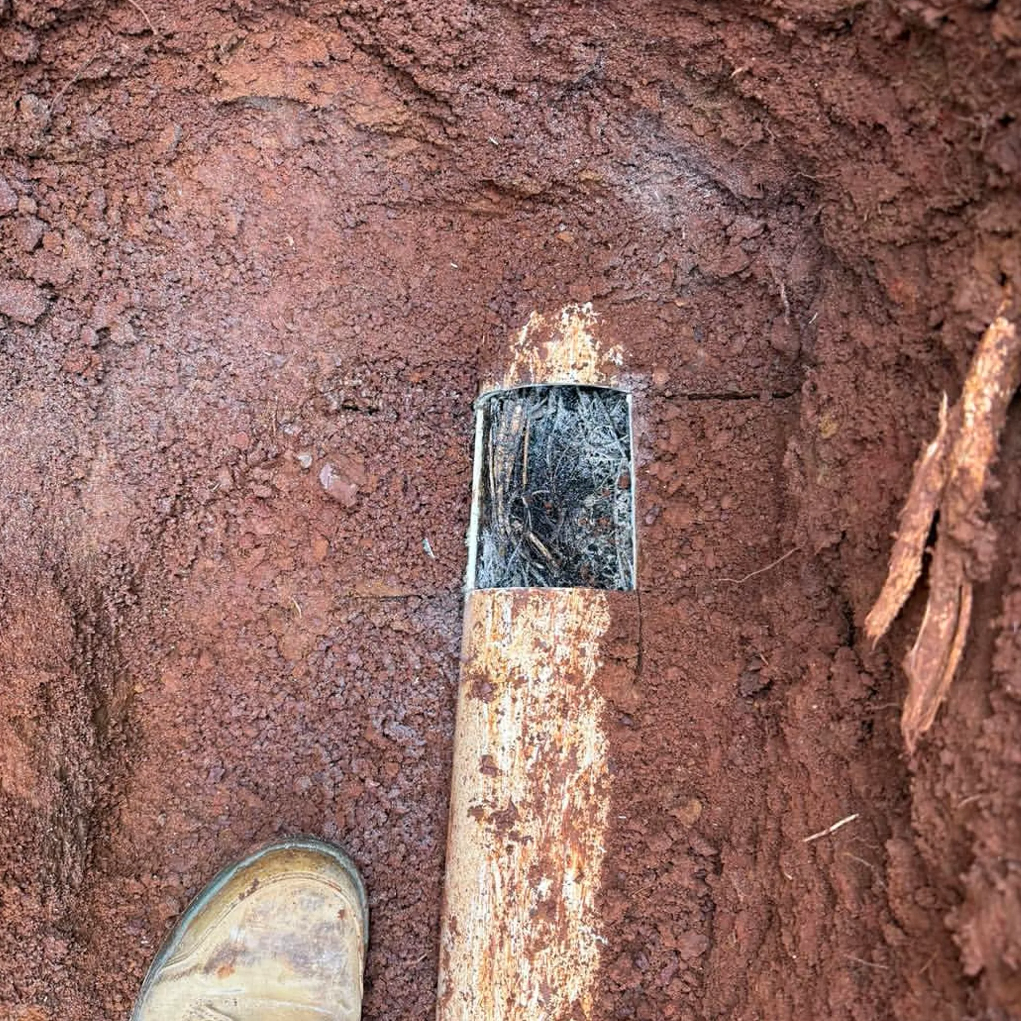 underground drainage infrastructure with roots