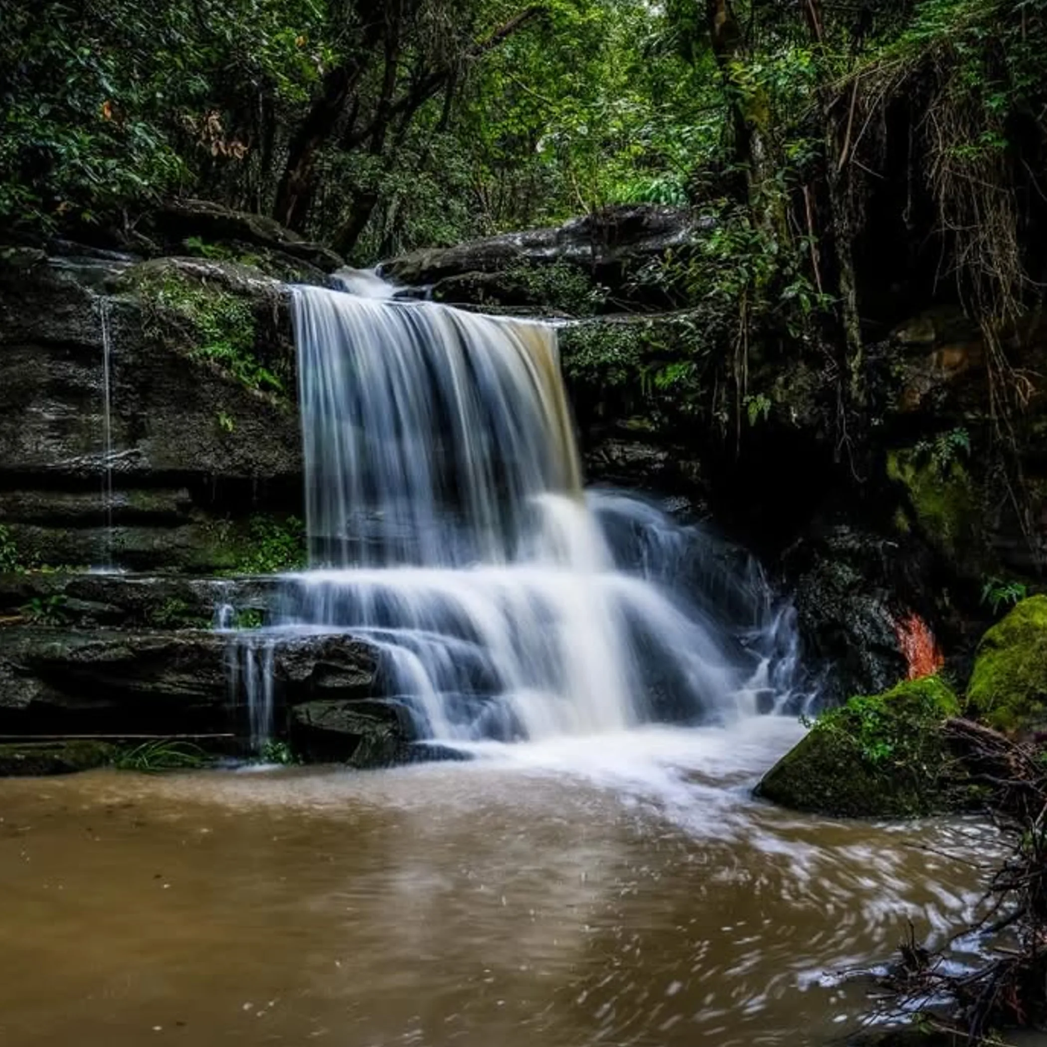 waterfall in a lush forest