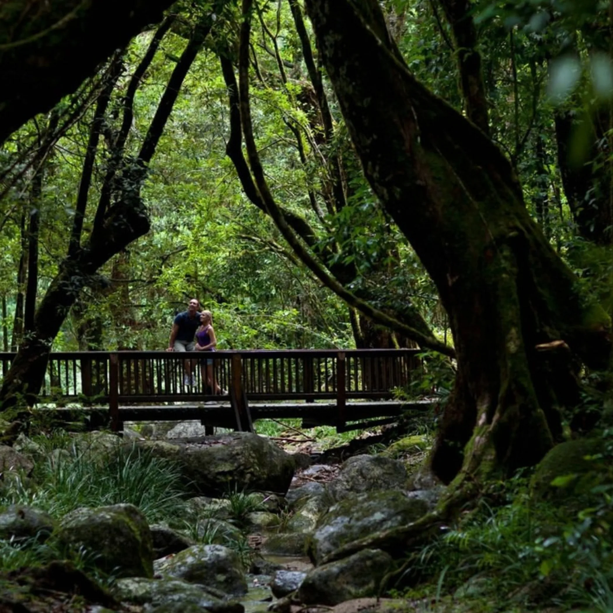 lush rainforest stream and bridge walk