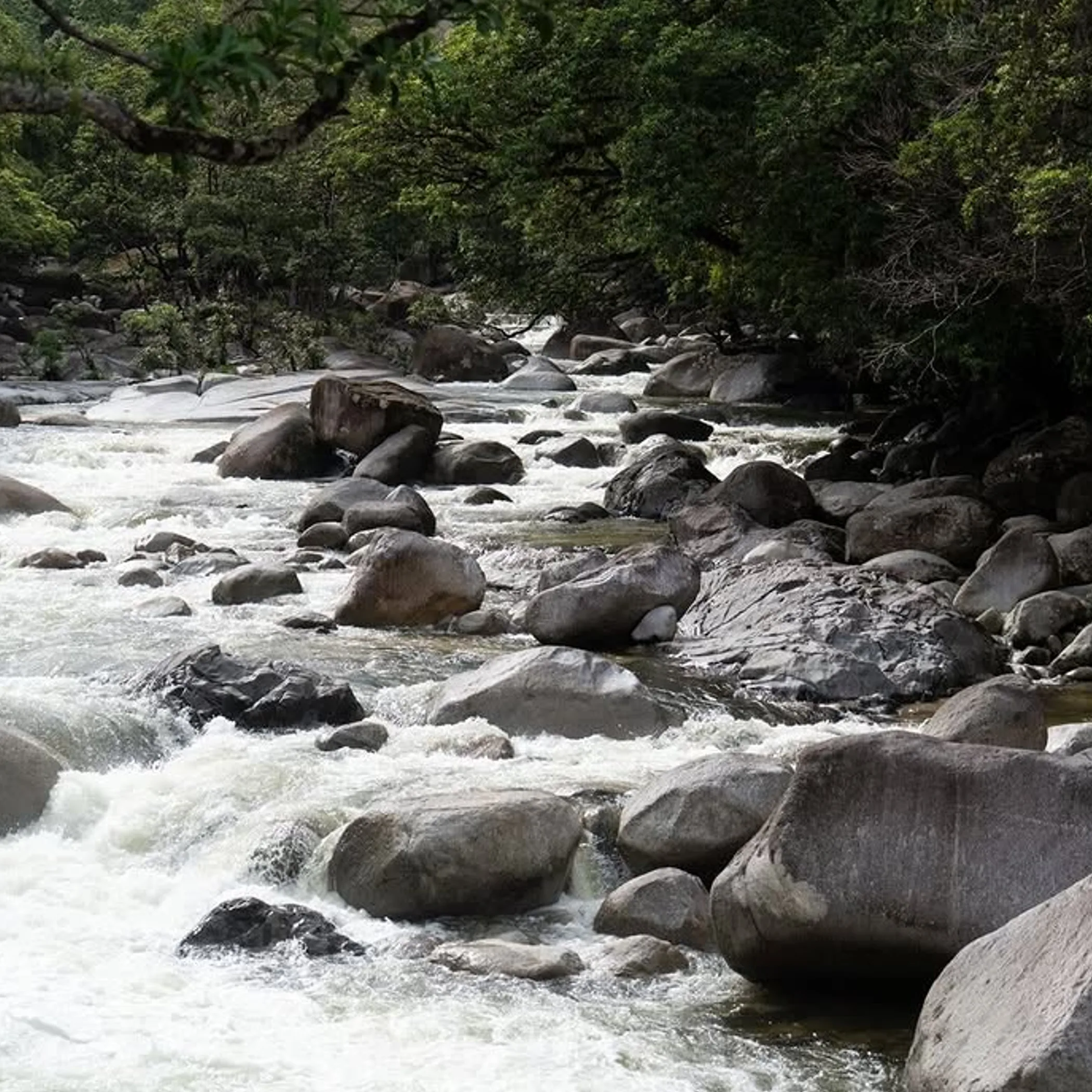rocky river in rainforest gorge