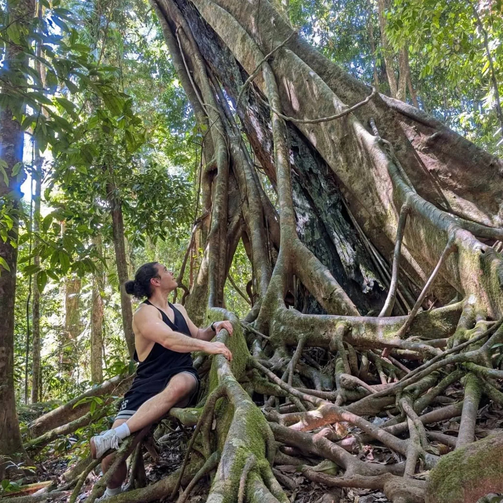 clean rainforest scene