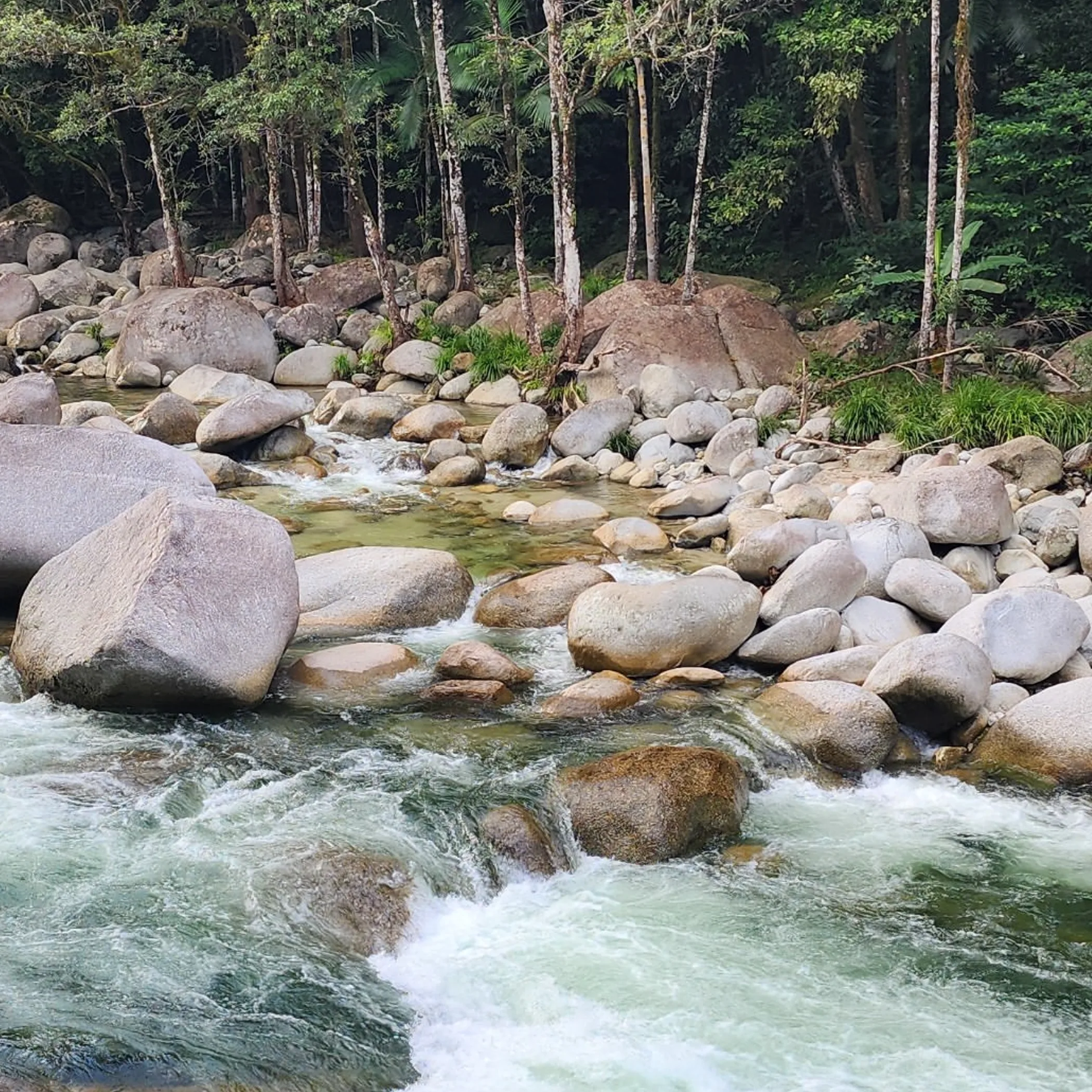 rainforest stream and swimming rocks