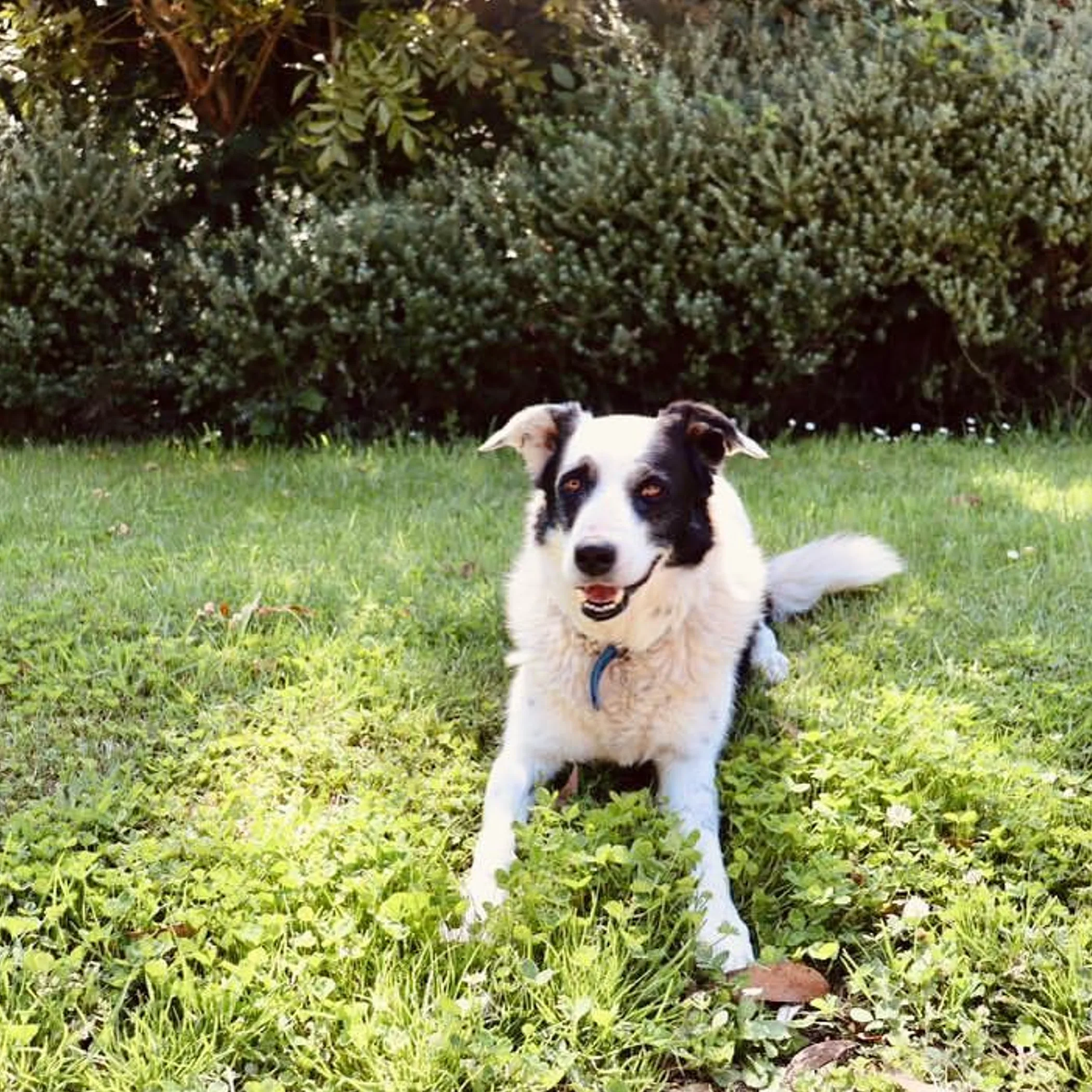 camping companion in pet-friendly outdoor setting