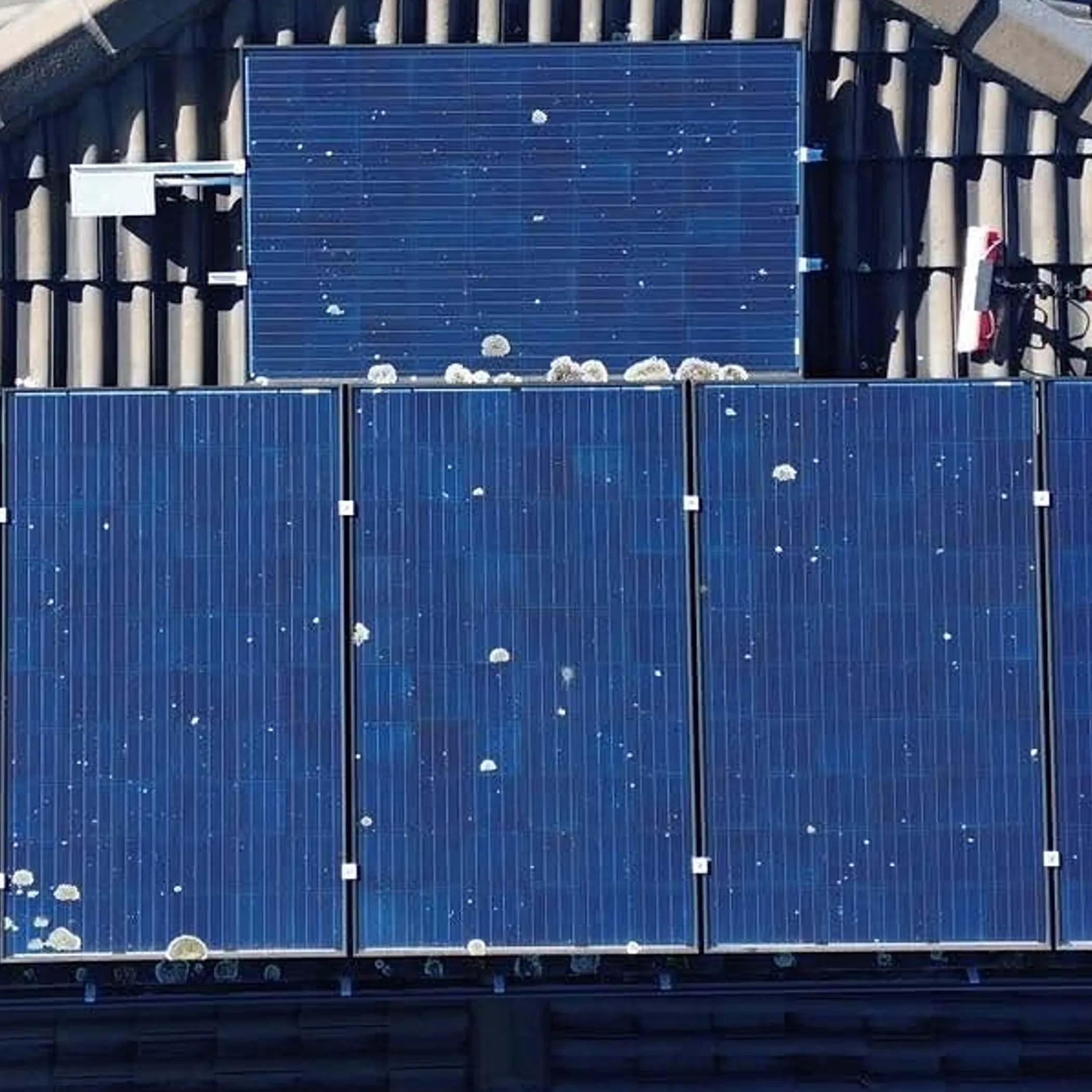 solar panels with lichen buildup
