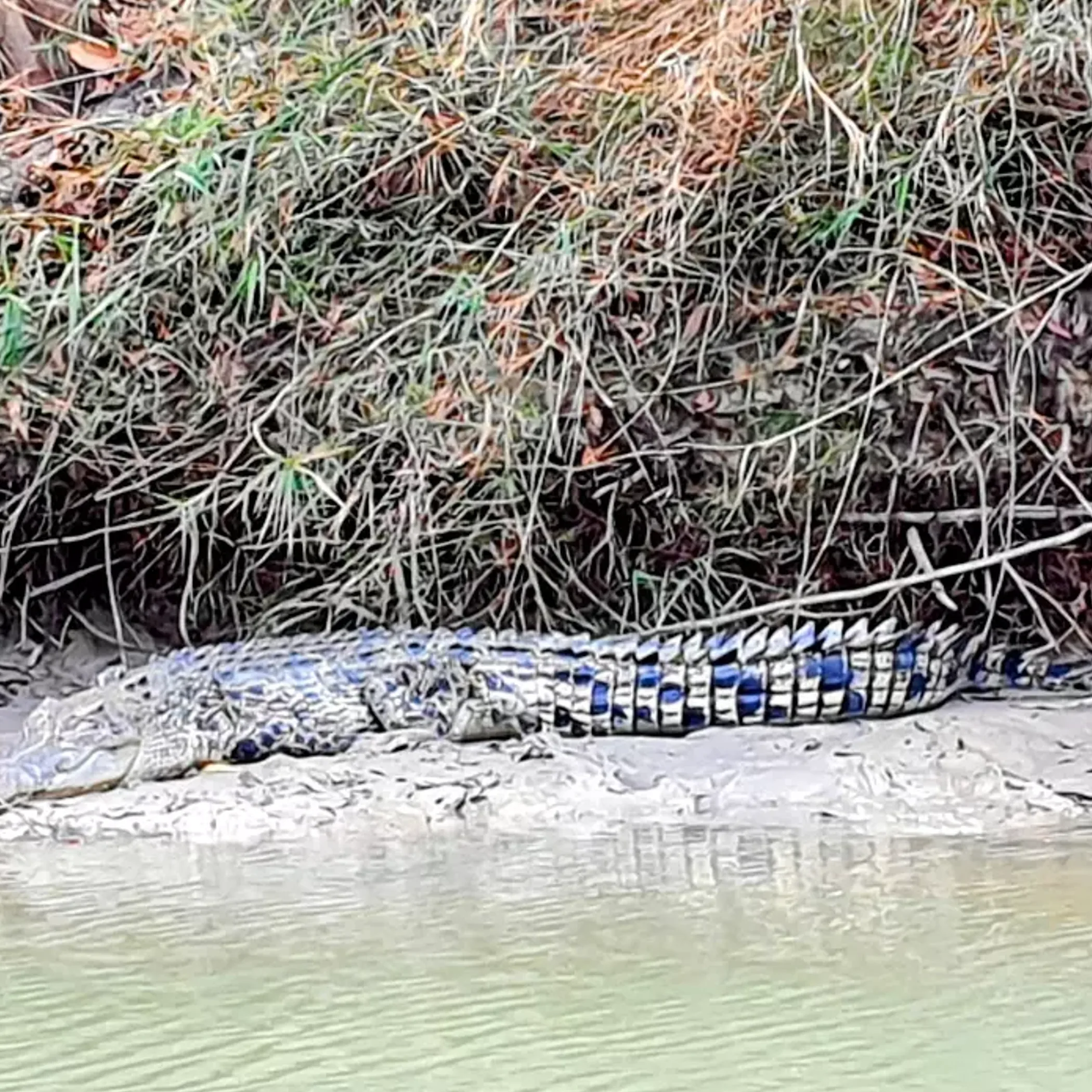 crocodile sunbaking at water’s edge