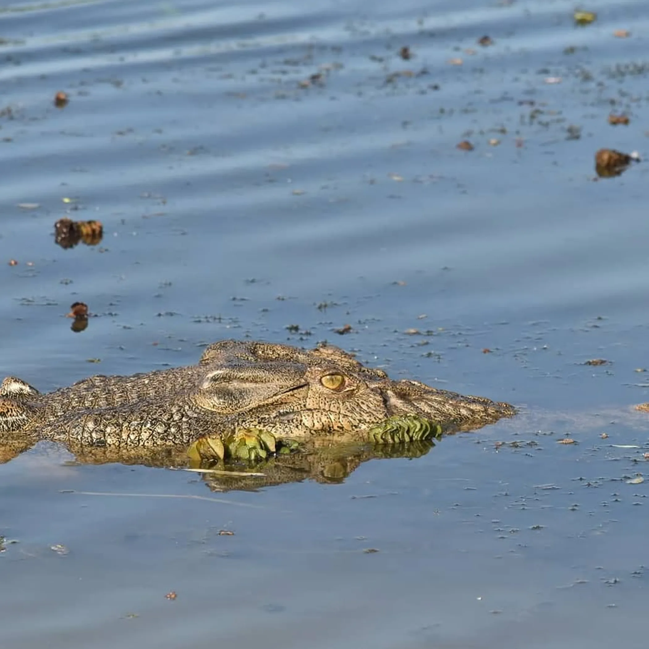 sharp clean wildlife photograph