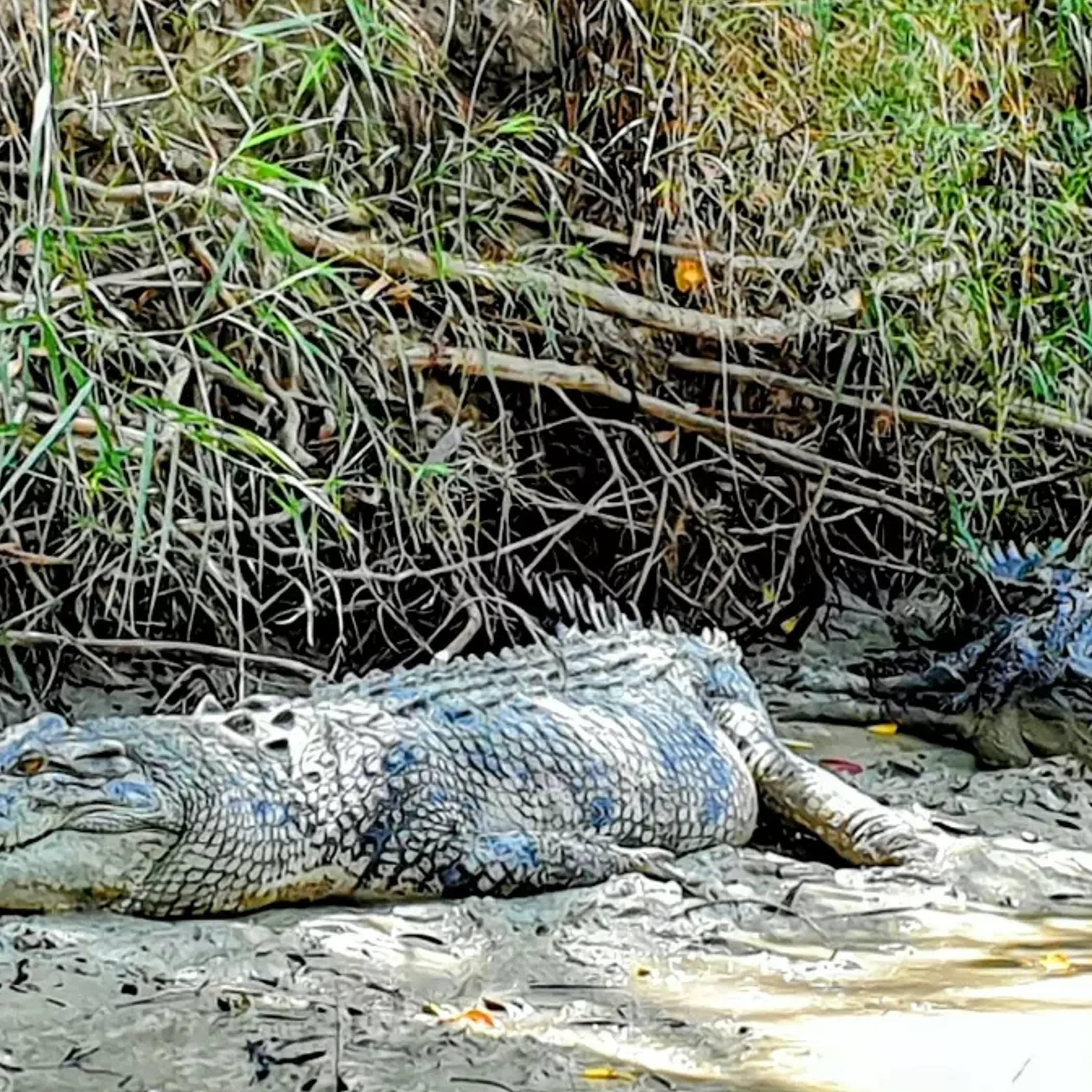 crocodile in water